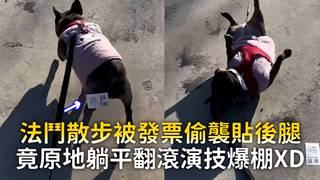 法鬥散步被發票偷襲貼後腿　竟原地躺平翻滾演技爆棚XD