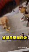 【到底誰是主人？】阿黃把人反鎖在外！奴才崩潰找鎖匠QQ