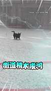 【淹水變狗狗水上樂園】快樂歐告成唯一贏家 小跳步逛大街