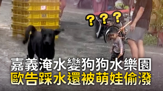 嘉義淹水變狗狗水樂園　歐告踩水還被萌娃偷潑