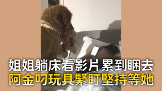 姐姐躺床看影片累到睏去　阿金叼玩具緊盯堅持等她