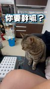 【誰忍得住！】撒嬌貓貓伸毛掌示意要摸頭超可愛XD