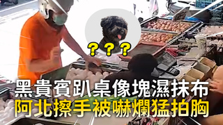 黑貴賓趴桌像塊濕抹布　阿北擦手被嚇爛猛拍胸