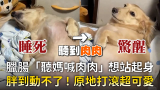臘腸「聽媽喊肉肉」想站起身　胖到動不了！原地打滾超可愛