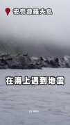 【海獅會害怕】俄8.8強震土石崩落！海獅嚇到集體跳海