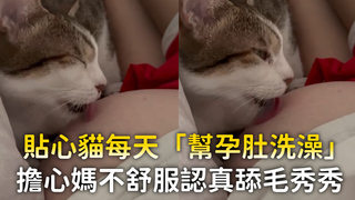 貼心貓每天「幫孕肚洗澡」　擔心媽不舒服認真舔毛秀秀