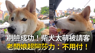 刷臉成功！柴犬太萌被請客　老闆娘超阿莎力：不用付！