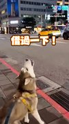 【汪汪隊出動】消防車經過路口　哈士奇狼嚎提醒