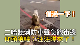 二哈聽消防車聲急跑街邊　仰頭狼嚎：汪汪隊來了！