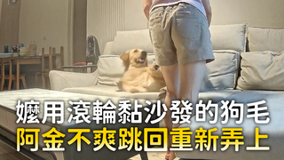 嬤用滾輪黏沙發的狗毛　阿金不爽跳回重新弄上