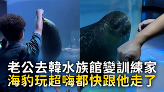 老公去韓國水族館變訓練家　海豹玩超嗨都快跟他走了