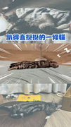【一條貓】美短睡覺直挺趴床還記得收手手