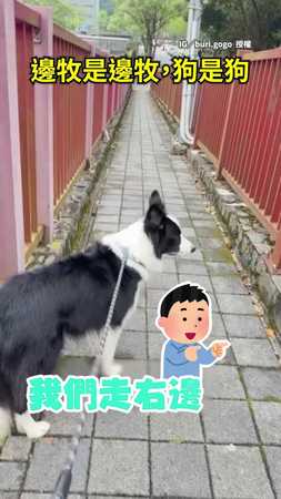 【邊牧是邊牧狗是狗】邊牧靈活分左右飼主驚訝　網友笑翻：牠是邊牧不是狗