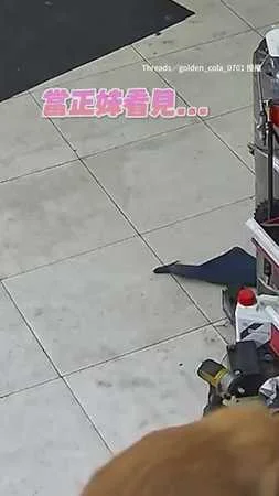 【有色犬無誤XD】黃金獵犬咬裙子還被現場抓包！