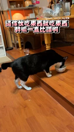 【魔性小尾巴】主人：為什麼貓咪吃飯一直比讚？