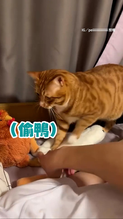 【那是偶的！】貓咪踏踏突被搶娃娃　奶音抗議超級萌XD