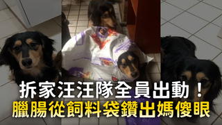 拆家汪汪隊全員出動！　臘腸從飼料袋鑽出媽傻眼