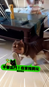 【在家陪我玩～】惡霸犬咬鞋子繞桌跑！不讓小主人上學XD