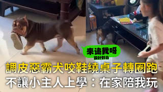 調皮惡霸犬咬鞋繞著桌子轉圈跑　不讓小主人上學：在家陪我玩