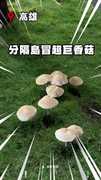 【真·菇菇寶貝】高雄暴雨後長「巨大綠褶菇」！市府警告：有毒別吃