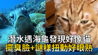 潛水遇海龜發現好像貓　擺臭臉+謎樣扭動好眼熟