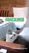 【這不是禮物啊！】胖貓叼蟲獻媽，媽媽尖叫聲破表XD