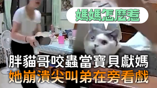 胖貓哥咬蟲當寶貝獻媽　她崩潰尖叫弟在旁看戲