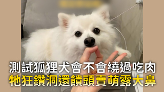 測試狐狸犬會不會繞過吃肉　牠狂鑽洞還饋頭賣萌露大鼻
