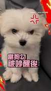 【好啦原諒妳】馬爾濟斯被吵醒表情氣炸...聽到握手秒和好XD