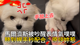 馬爾濟斯被吵醒表情氣噗噗　聽到握手秒配合：原諒妳惹
