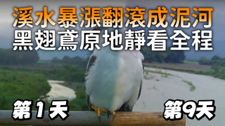 溪水暴漲翻滾成泥河　黑翅鳶原地靜看全程