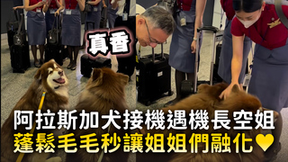 阿拉斯加犬接機遇機長空姐　蓬鬆毛毛秒讓姐姐們融化♥