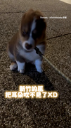 【牧羊犬初見新竹的風】耳朵被吹消失表情好呆萌XD