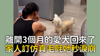 離開3個月的愛犬回來了　家人訂仿真毛氈她秒淚崩