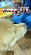 【黃金獵犬挑玩具2選1】認真模式選好咬著去結帳超可愛XD