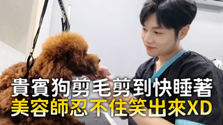 貴賓狗剪毛剪到快睡著　美容師忍不住笑出來XD
