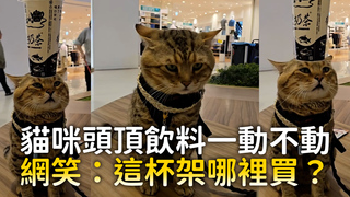 貓咪頭頂飲料一動不動　網笑：這杯架哪裡買？