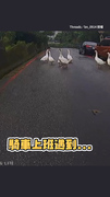 【上班遇到鵝霸】不爽被叭！竟集體展翅逼近超派