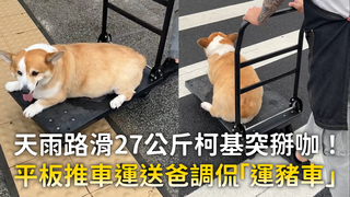 天雨路滑27公斤柯基突掰咖！　平板推車運送爸調侃「運豬車」
