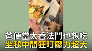 爸便當太香法鬥也想吃　坐腿中間狂盯壓力超大