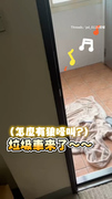 【真的不是偶...】狗狗跟著音樂高歌突被爸打擾！害羞臉馬上跑掉XD