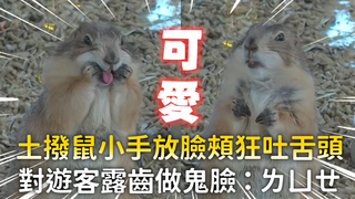 土撥鼠小手放臉頰狂吐舌頭　對遊客露齒做鬼臉：ㄌㄩㄝ
