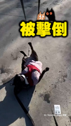 【法鬥驚魂記】發票突襲…牠直接原地躺平狂翻滾XD