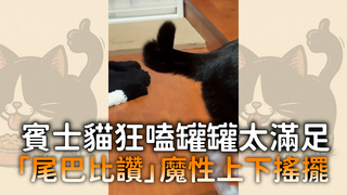 賓士貓狂嗑罐罐太滿足　「尾巴比讚」魔性上下搖擺