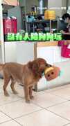 【一秒都不能忍】大狗狗沒人陪玩眼神超失落　他看到快哭馬上出手！