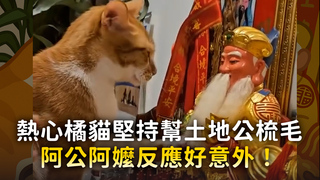 熱心橘貓堅持幫土地公梳毛　阿公：看到要阻止！下秒大反轉