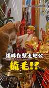 【寵上天】家裡小貓幫土地公梳毛 阿公阿嬤的反應太意外了