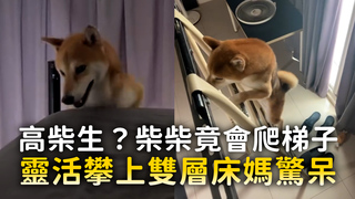 高柴生？柴柴竟會爬梯子　靈活攀上雙層床媽驚呆