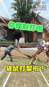 【袋鼠上演拳擊賽】飼養員勸架...拿掃帚直接被無視