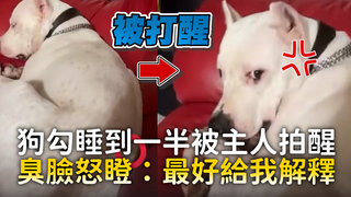 狗勾睡到一半被主人拍醒　臭臉怒瞪：最好給我解釋
